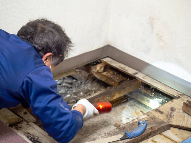 Best Same-Day Mold Removal  in Burlington, IA