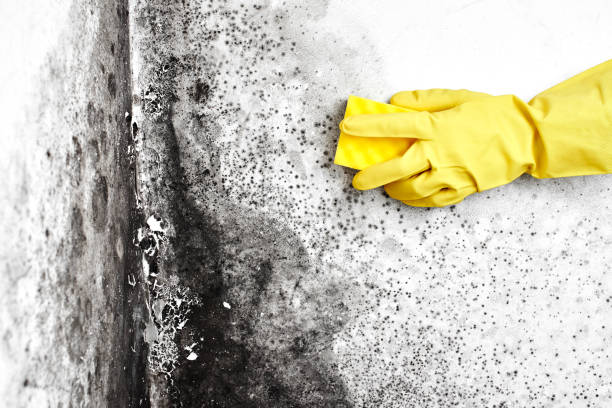 Best Black Mold Removal  in Burlington, IA