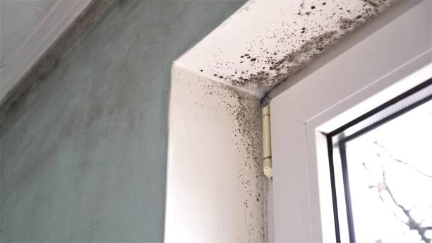 Best Mold Removal Company Near Me  in Burlington, IA