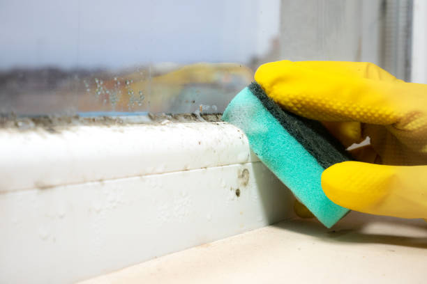 Reliable Burlington, IA Mold Removal Solutions