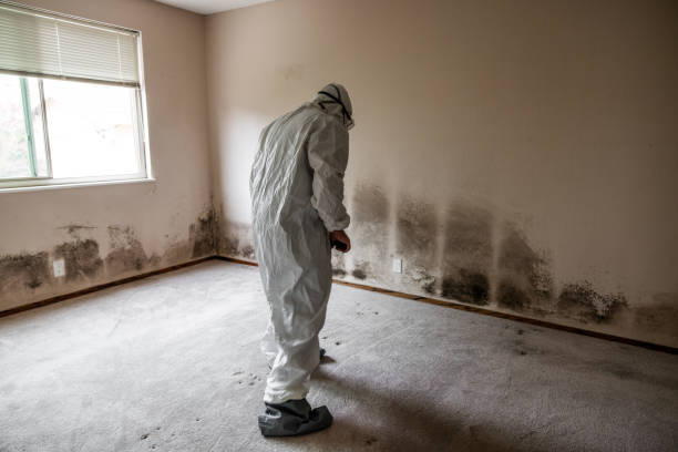 Best Mold Damage Repair  in Burlington, IA