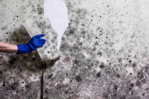 Best Commercial Mold Removal  in Burlington, IA