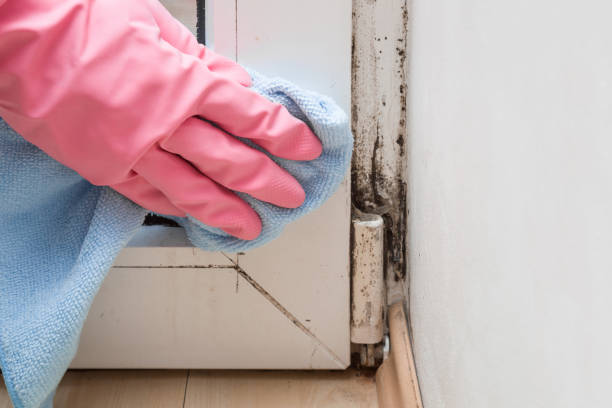 Best Certified Mold Removal  in Burlington, IA